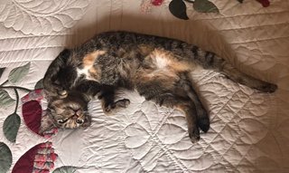 Daphne - Domestic Short Hair + Tabby Cat