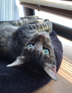Daphne - Domestic Short Hair + Tabby Cat