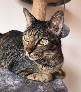 Daphne - Domestic Short Hair + Tabby Cat