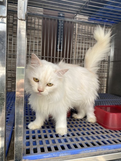 Snowy - Domestic Long Hair Cat