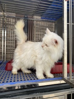 Snowy - Domestic Long Hair Cat