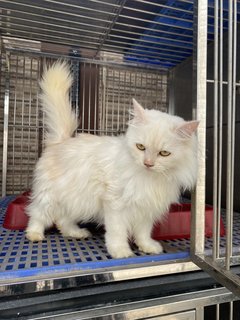 Snowy - Domestic Long Hair Cat