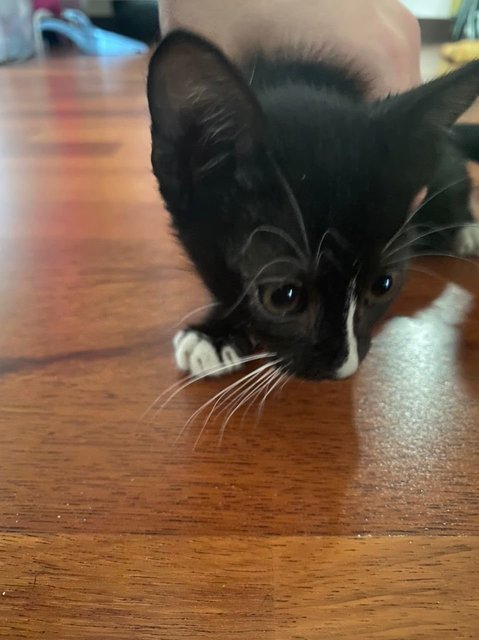 Chio - Domestic Short Hair + Tuxedo Cat