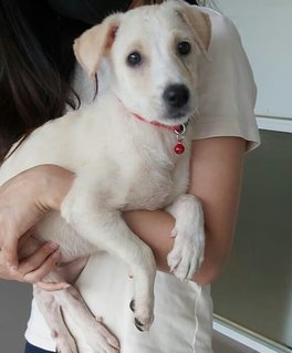 Sweetie Baby - Mixed Breed Dog