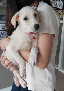 Sweetie Baby - Mixed Breed Dog