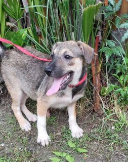 Sasha Baby - Mixed Breed Dog