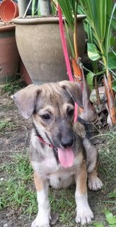 Sasha Baby - Mixed Breed Dog