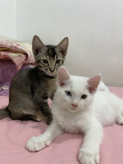 Marie N Tabby - Turkish Angora + Tortoiseshell Cat