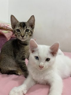 Marie N Tabby - Turkish Angora + Tortoiseshell Cat