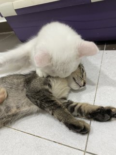 Marie N Tabby - Turkish Angora + Tortoiseshell Cat