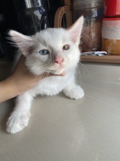 Marie N Tabby - Turkish Angora + Tortoiseshell Cat