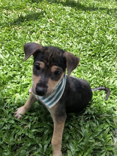 Puppy 27 - Mixed Breed Dog