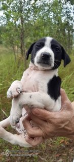 Elmina Pups - Mixed Breed Dog