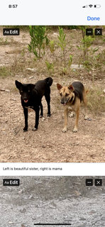 Elmina Pups - Mixed Breed Dog