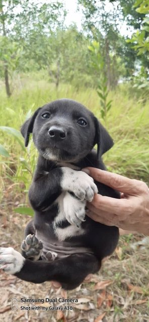 Elmina Babies  - Mixed Breed Dog