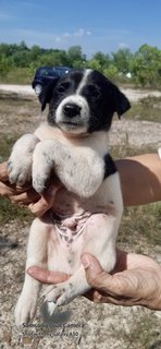 Elmina Babies  - Mixed Breed Dog