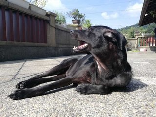 Darcy - Mixed Breed Dog