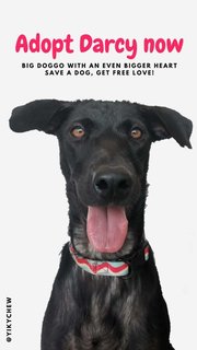 Darcy - Mixed Breed Dog