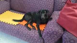 Darcy - Mixed Breed Dog