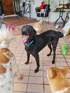 Darcy - Mixed Breed Dog