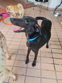 Darcy - Mixed Breed Dog
