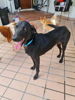 Darcy - Mixed Breed Dog