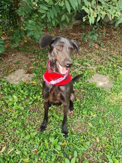 Darcy - Mixed Breed Dog