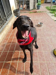 Darcy - Mixed Breed Dog
