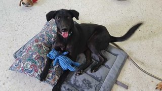 Darcy - Mixed Breed Dog