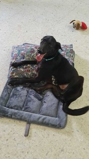 Darcy - Mixed Breed Dog
