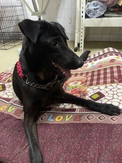 Darcy - Mixed Breed Dog