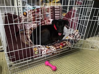 Darcy - Mixed Breed Dog