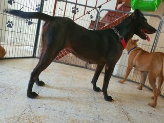 Darcy - Mixed Breed Dog