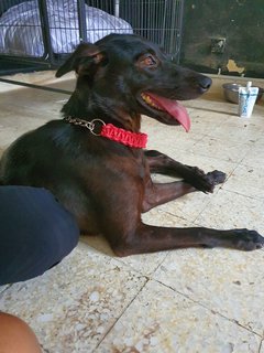Darcy - Mixed Breed Dog
