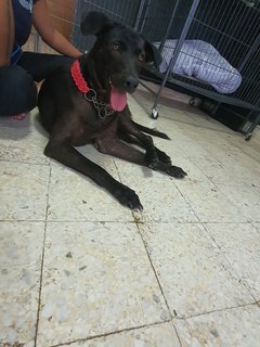 Darcy - Mixed Breed Dog
