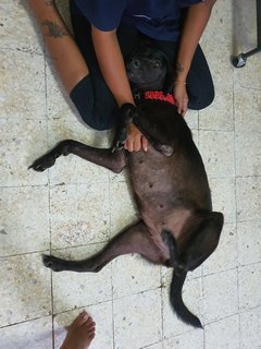 Darcy - Mixed Breed Dog
