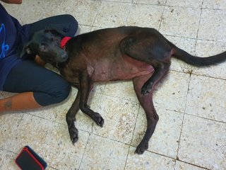 Darcy - Mixed Breed Dog