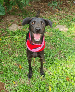 Darcy - Mixed Breed Dog