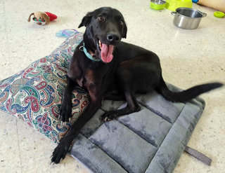Darcy - Mixed Breed Dog