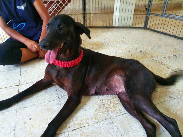 Darcy - Mixed Breed Dog