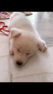 Snowy - Pomeranian + Husky Dog