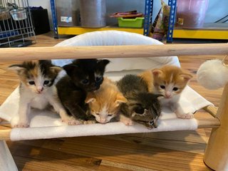 5 Little Kitty - Domestic Medium Hair Cat