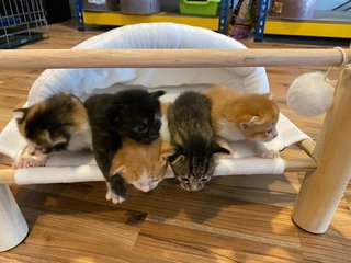 5 Little Kitty - Domestic Medium Hair Cat