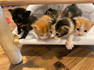 5 Little Kitty - Domestic Medium Hair Cat