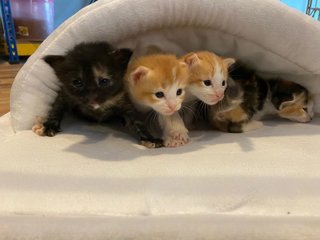 5 Little Kitty - Domestic Medium Hair Cat