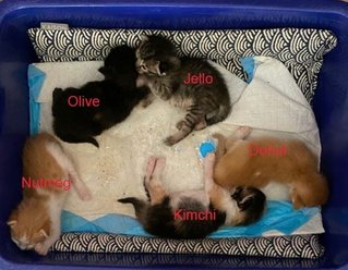 5 Little Kitty - Domestic Medium Hair Cat