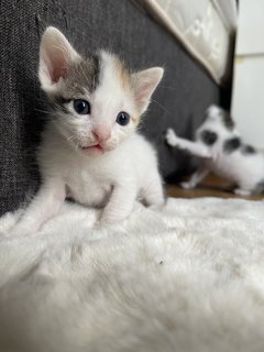 Litter Of Kittens  - Domestic Medium Hair + Domestic Short Hair Cat