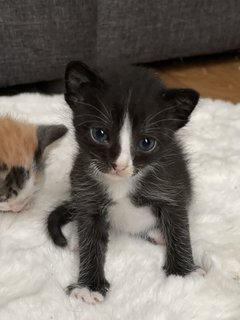 Litter Of Kittens  - Domestic Medium Hair + Domestic Short Hair Cat