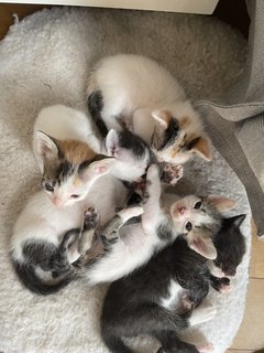 Litter Of Kittens  - Domestic Medium Hair + Domestic Short Hair Cat