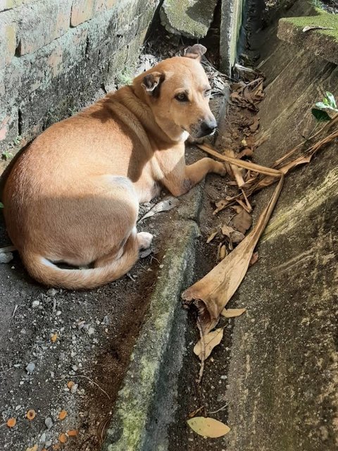 Lost Dog Found - Mixed Breed Dog